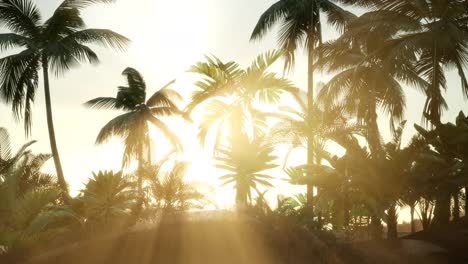Silhouette-Kokospalmen-Bei-Sonnenuntergang